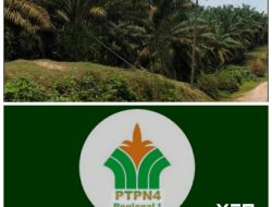 Perkebunan PTPN IV REGIONAL I ,Aek Torop Terkesan Tidak Mematuhi Prosedur Panen di Bawah Jalur Listrik