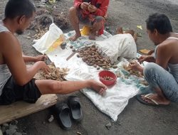 Pengusaha Pinang Menjerit Harga Anjlok ,Kades Jangan Pilih Kasih