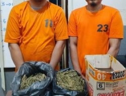 TERNYATA!!! Supir Truk Box Expedisi Yang Tabrak Kanit Lantas Polsek Kualuh Bawa Narkotika Jenis Ganja