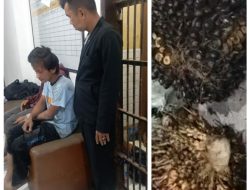 Personil Polsek Air Batu Berhasil Amankan 2 Orang Tersangka Pencurian Kelapa Sawit
